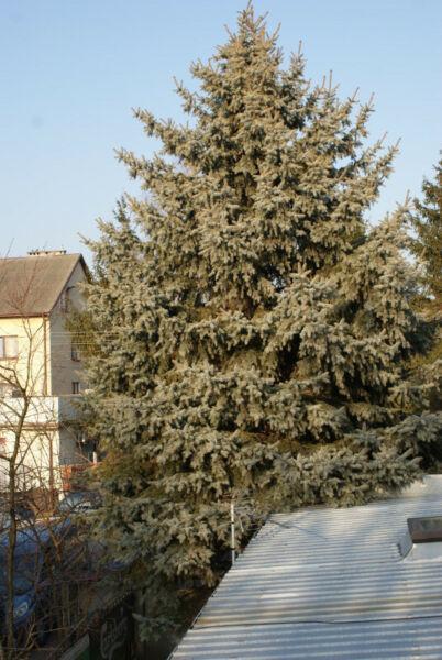 ŚWIERK SREBRNY na pniu 8 M WYSOKOŚCI 990 PLN okazja! PIĘKNY