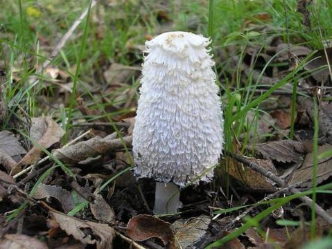 Mycelium. Grzybnia Biologiczna Czernidłak kołpakowaty