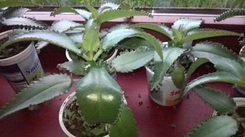 Żyworódka -sadzonki- roślina lecznicza.Różne wielkości