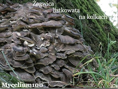 GRZYBNIA NA KOŁKACH Żagwica listkowata