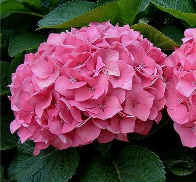 Hortensja ogrodowa różowa XL