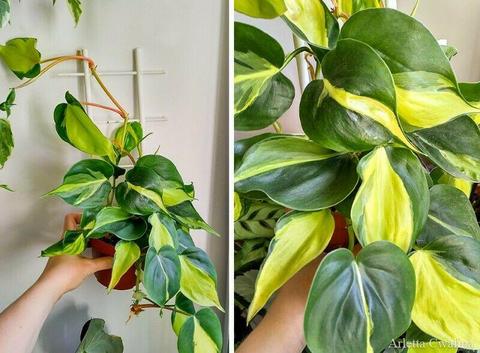Philodendron scandens 'Brasil' - Filodendron wiszący